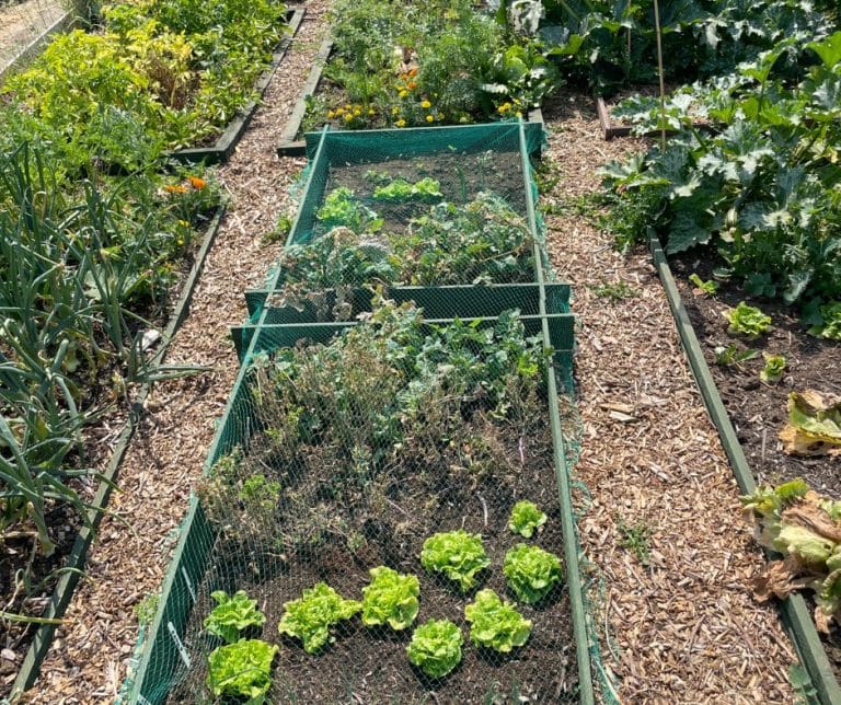 Allotments 3 1