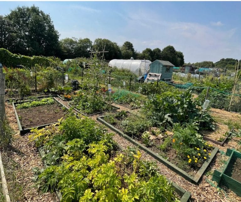 Allotments 2 3