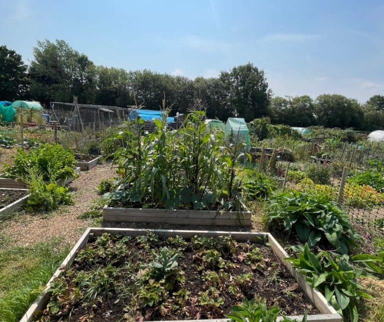 Allotments 1 5