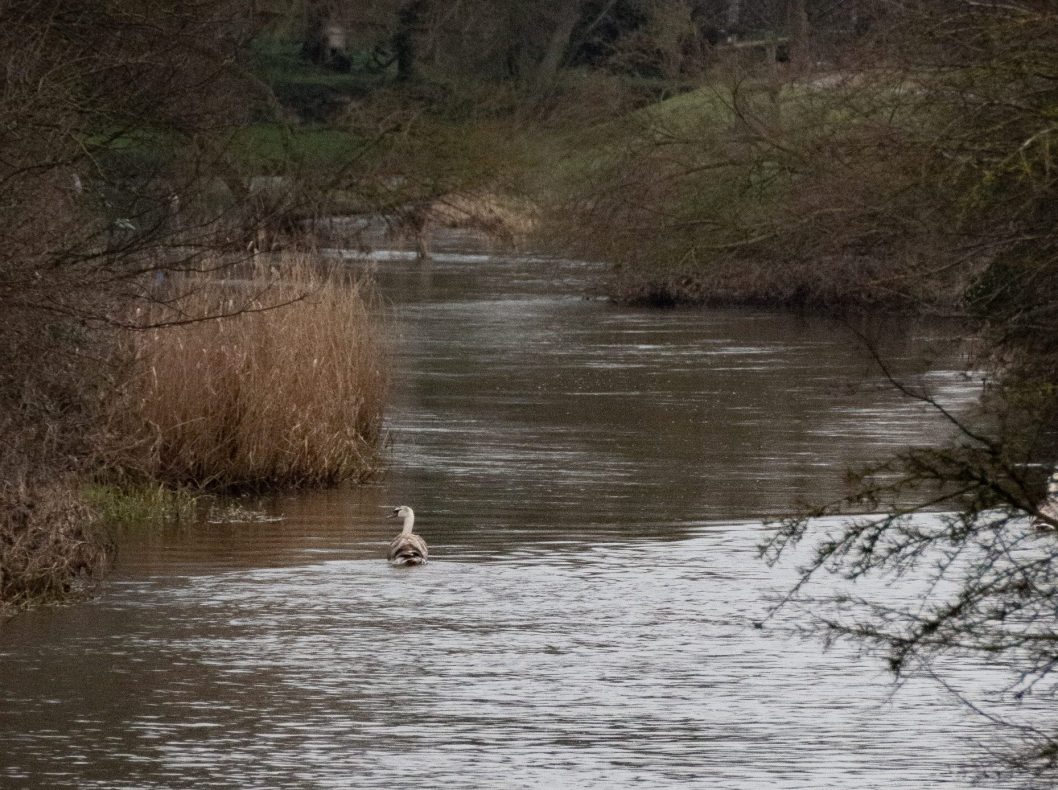 Biggleswade Ivel Biggleswade Ivel
